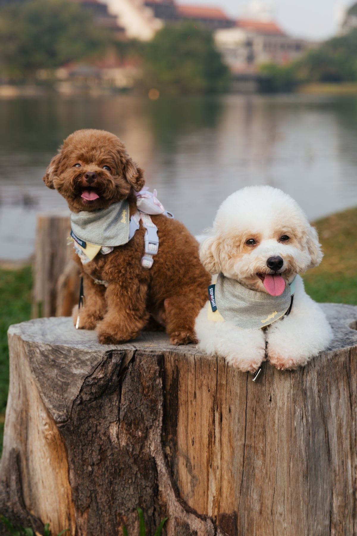 GRAY BOND PET BIB