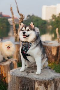 BROWN BOND PET BIB