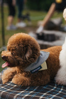 GRAY BOND PET BIB