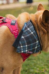 BROWN BOND PET BIB